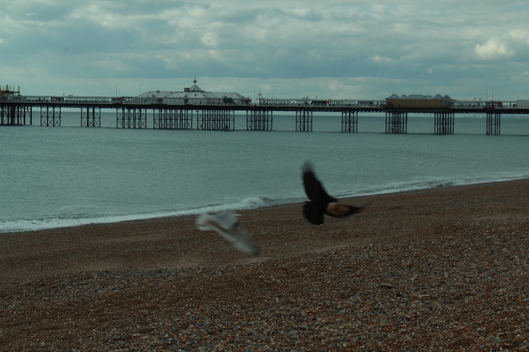 Brighton - 2023 - Pablo Arthur Bianchi Mendy