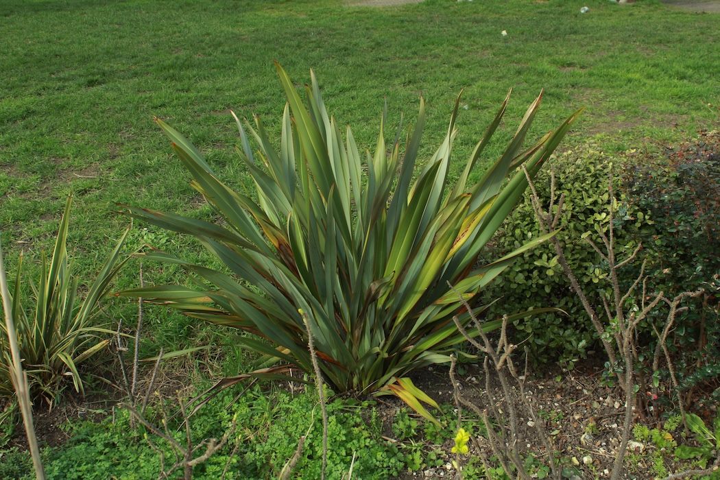 Brighton - 2023 - Pablo Arthur Bianchi Mendy