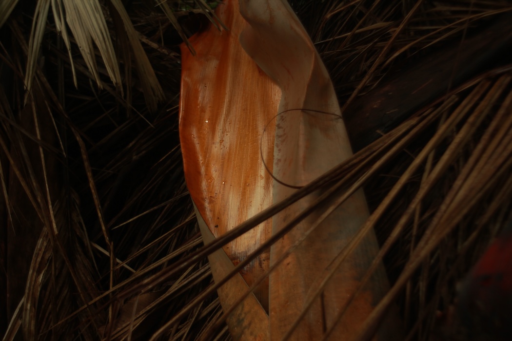 Photo 1 - Tristes tropiques