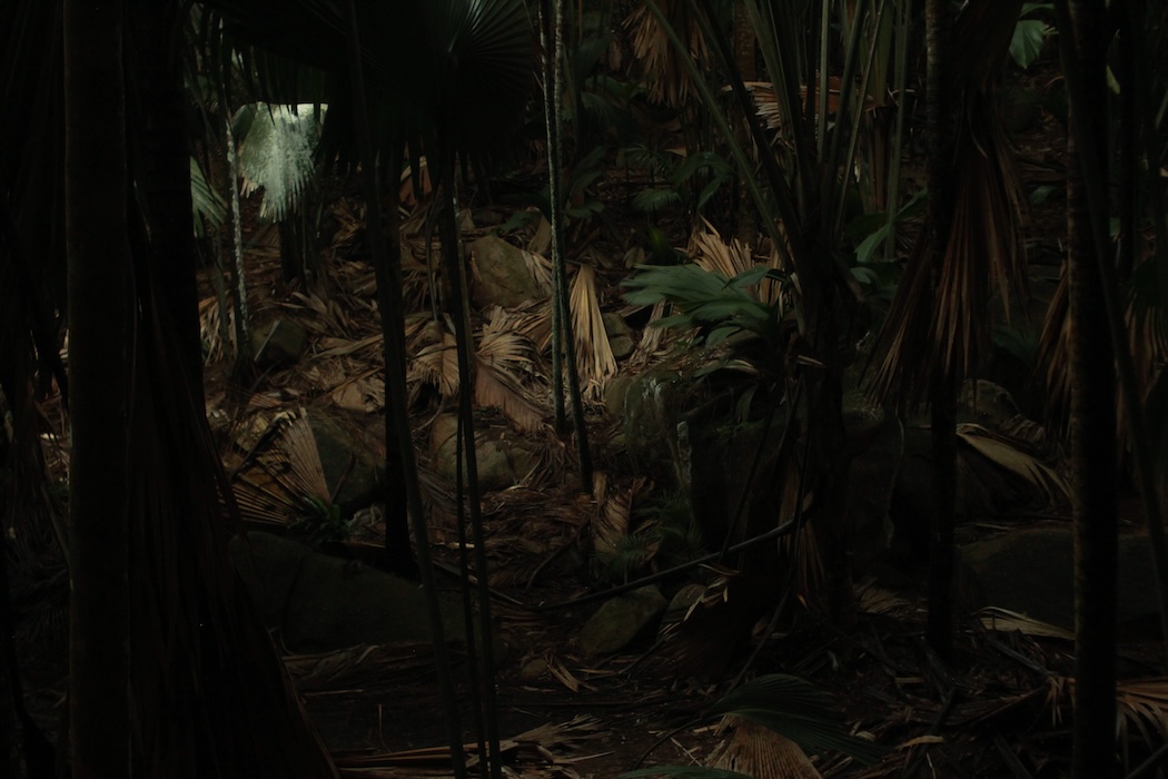 Photo 11 - Tristes tropiques