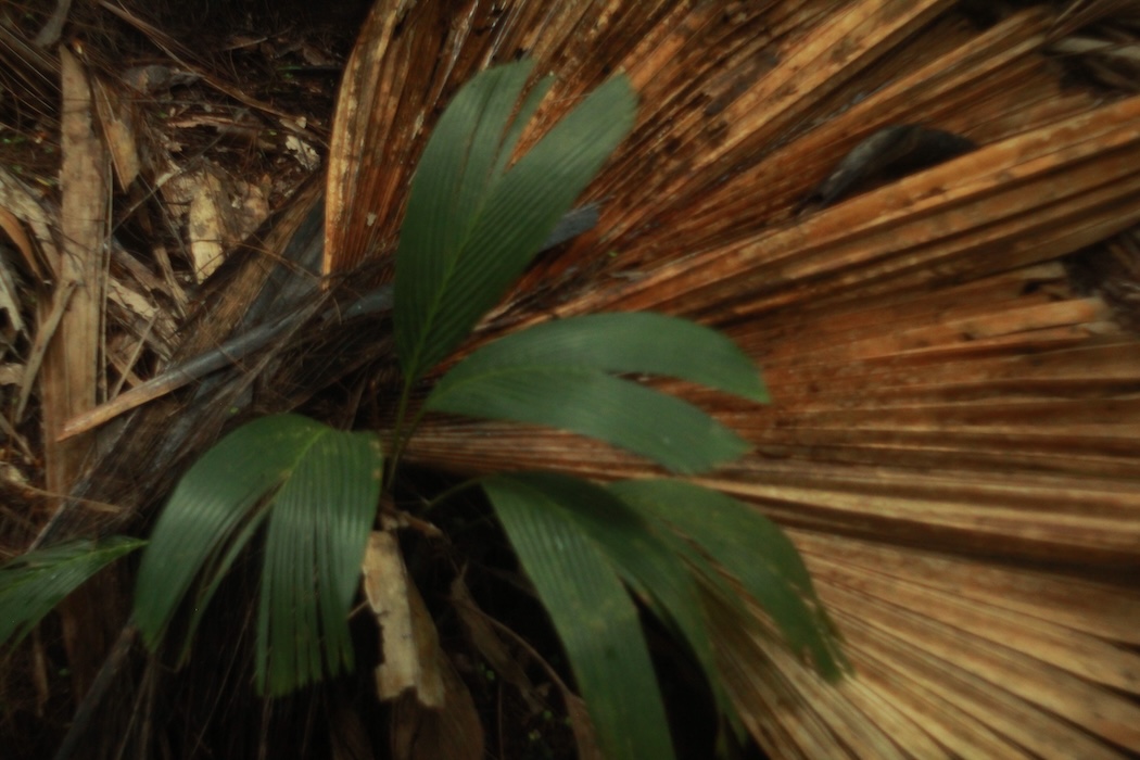 Photo 12 - Tristes tropiques