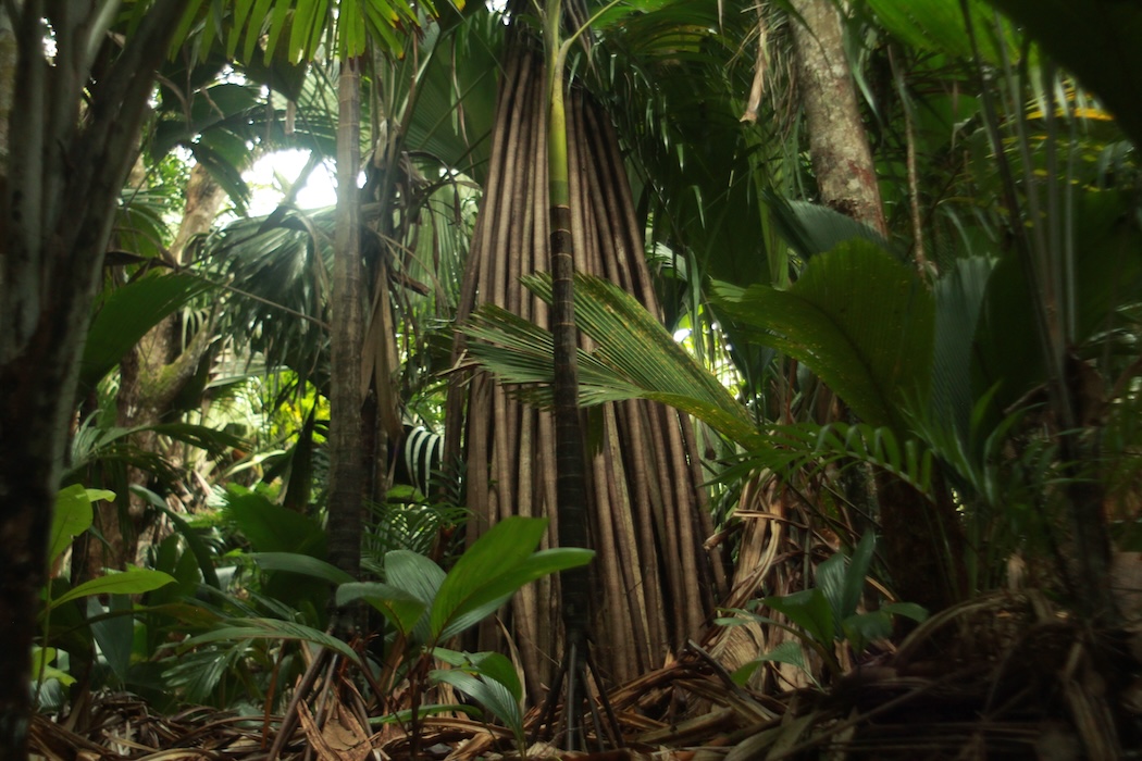 Photo 13 - Tristes tropiques