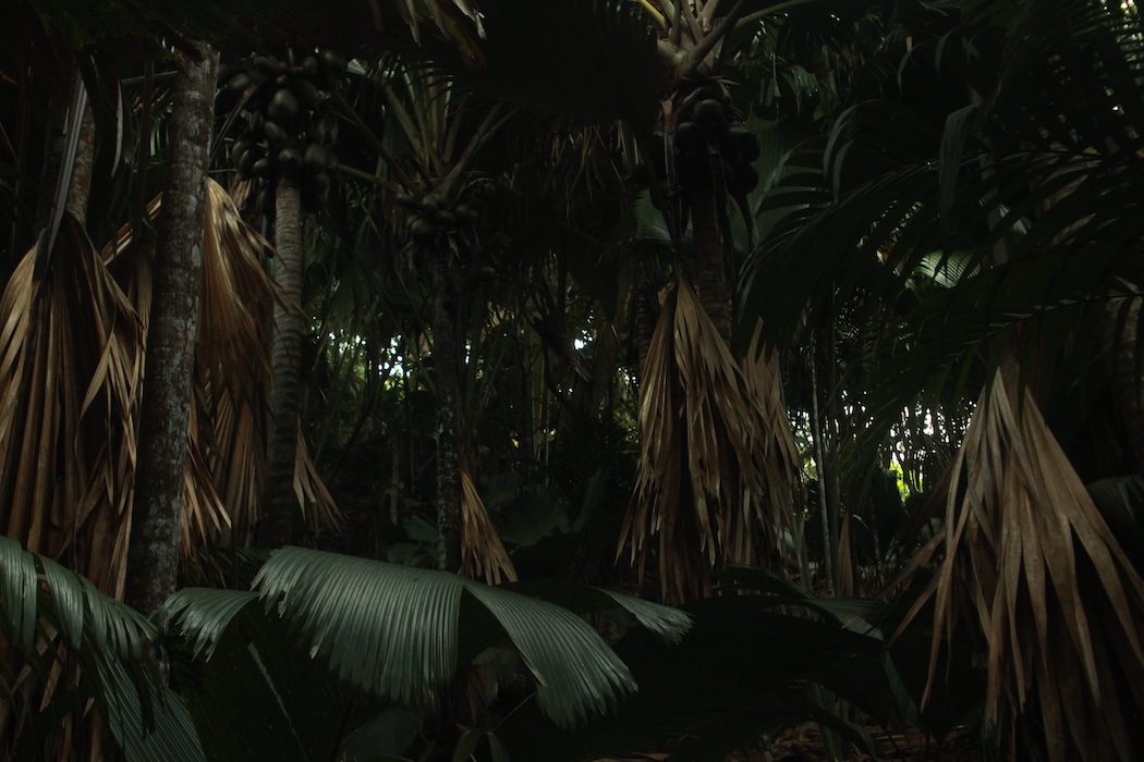 Photo 14 - Tristes tropiques