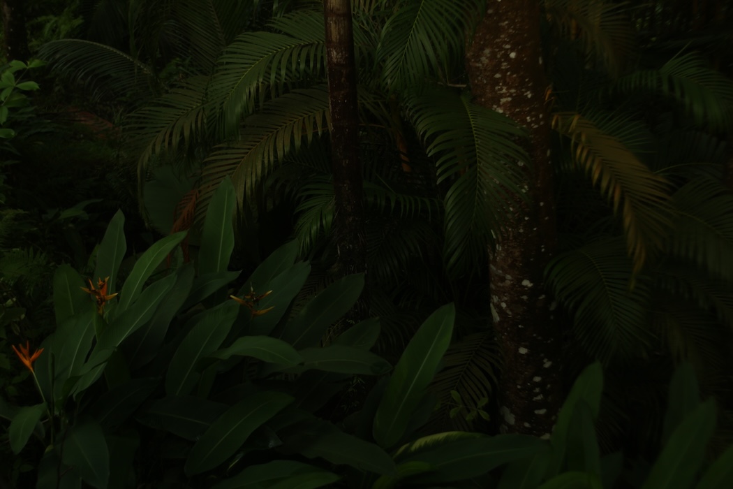 Photo 18 - Tristes tropiques