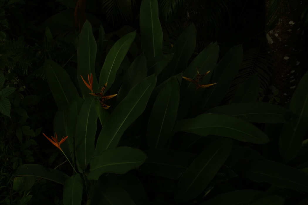 Photo 2 - Tristes tropiques