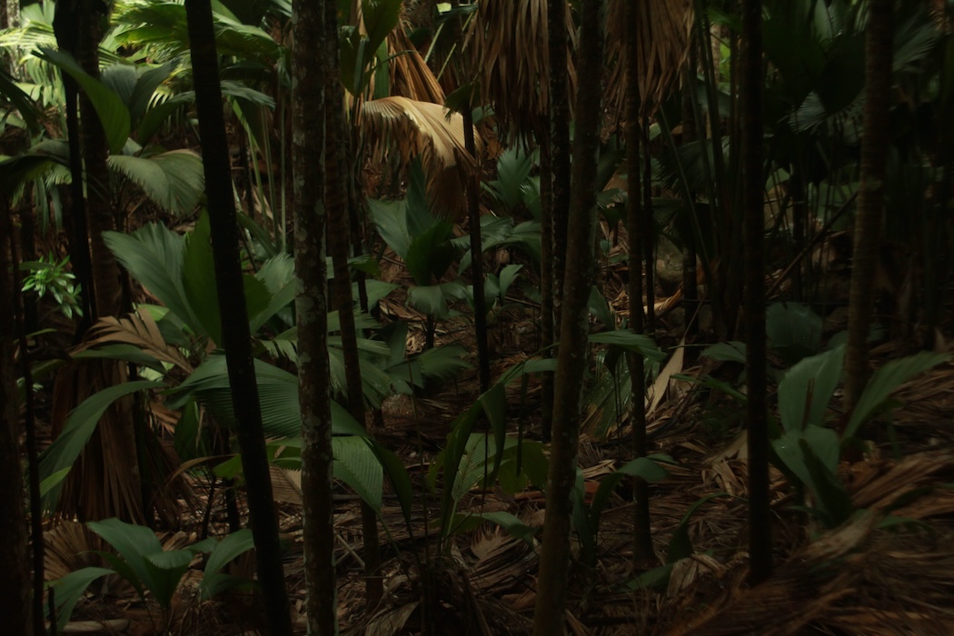 Photo 3 - Tristes tropiques