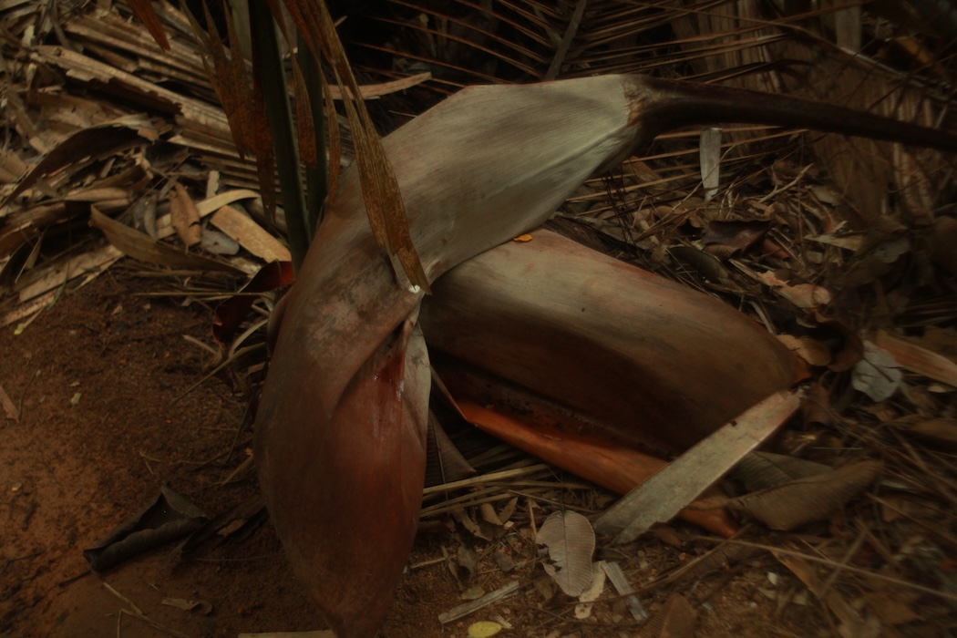 Photo 6 - Tristes tropiques