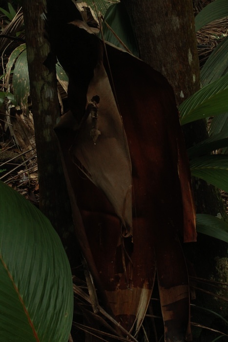 Photo 8 - Tristes tropiques